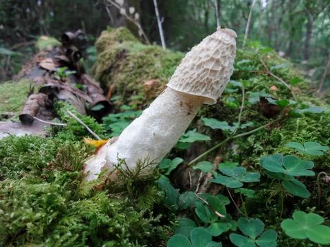 Phallus impudicus - Common Stinkhorn mushroom Stock Photos