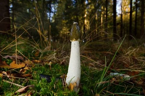 Phallus impudicus in forest Stock Photos