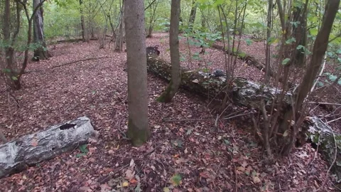 Phallus impudicus mushroom, dry tree trunk, early autumn, nature of Ukraine. 스톡 동영상 317406867