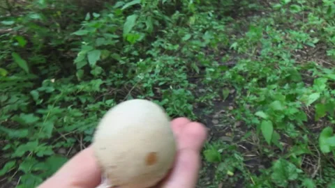Phallus impudicus mushroom egg stage, forest 스톡 동영상 166232985