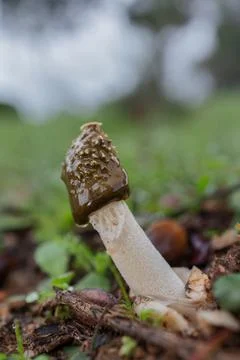 Phallus impudicus Stock Photos