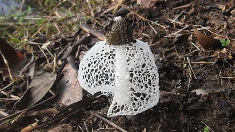 Phallus indusiatus Mushroom with Delicate White Lacy Skirt in the Wild Stock Footage 308474344