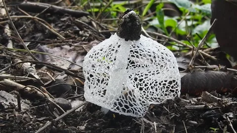 Phallus indusiatus Mushroom with Delicate White Lacy Skirt in the Wild Stock Footage 308474403