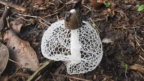 Phallus indusiatus Mushroom with Delicate White Lacy Skirt in the Wild Stock Footage 308474435