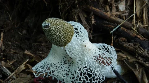 Phallus indusiatus or Dancing mushroom Stock Footage 165047376