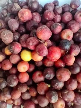 Phalsa berries macro closeup with natural fruit texture Stock Photos