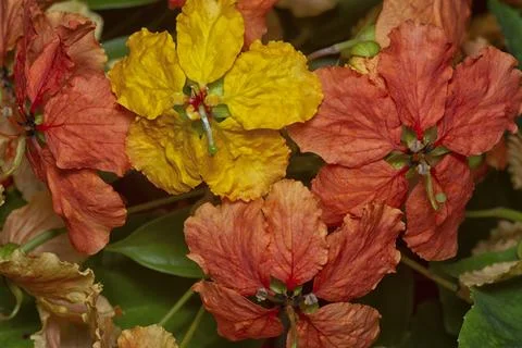Phanera kockiana Stock Photos