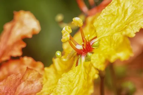Phanera kockiana Stock Photos
