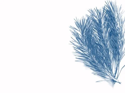 Phantom Blue branches of pine on a white background Stock Photos