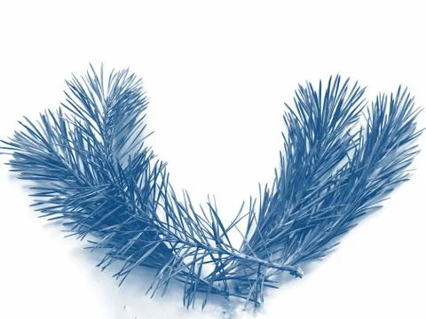 Phantom Blue branches of pine on a white background Stock Photos