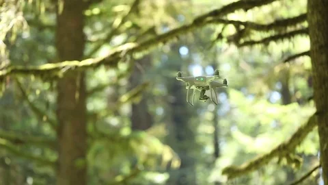 Phantom drone hovering in front of foliage of Redwood forest Stock Footage 73025763