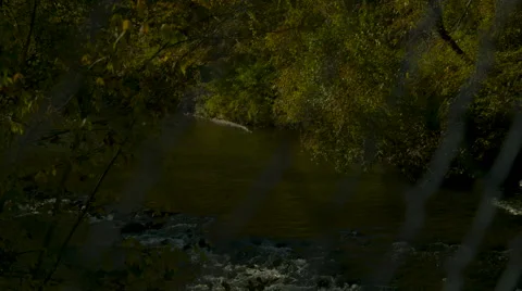 Phantom Flex 4k of Creek Stock Footage 60724425