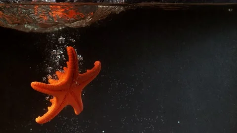 Phantom high speed shooting starfish falling into the water Stock Footage 164253689