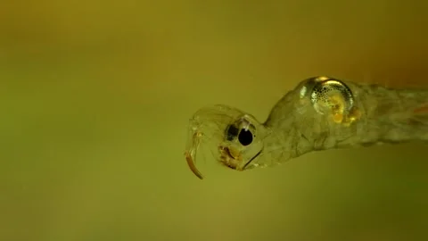 Phantom Midge larva (Chaoborus sp.) Video stock 295003064