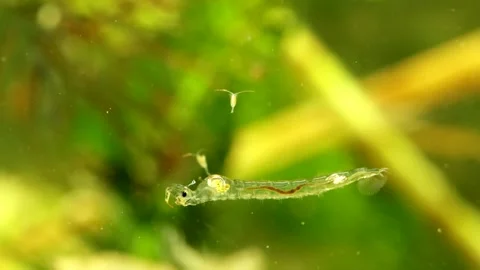 Phantom Midge larva (Chaoborus sp.) Video stock 295062284