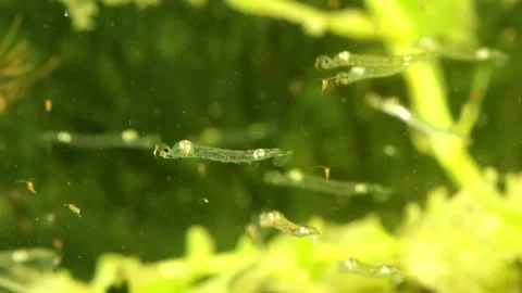 Phantom Midge larva (Chaoborus sp.) Video stock 295062285