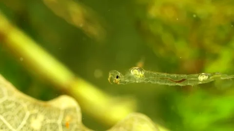 Phantom Midge larva (Chaoborus sp.) Video stock 295062290