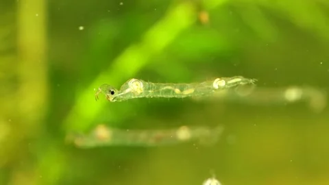 Phantom Midge larva (Chaoborus sp.) Video stock 295062323
