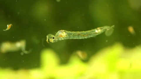 Phantom Midge larva (Chaoborus sp.) Video stock 295062370