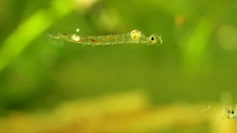 Phantom Midge larva (Chaoborus sp.) Video stock 295070950