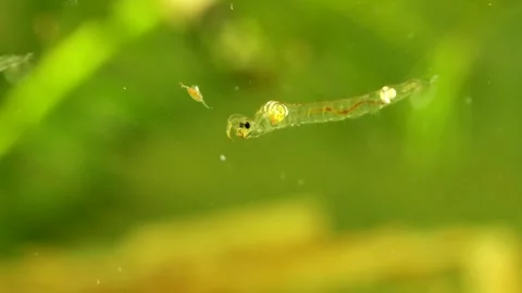 Phantom Midge larva (Chaoborus sp.) Video stock 295070954