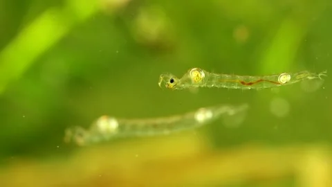 Phantom Midge larva (Chaoborus sp.) Video stock 295070963