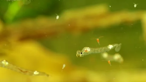 Phantom Midge larva (Chaoborus sp.) Video stock 295070980