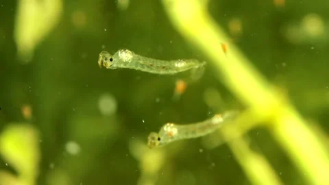 Phantom Midge larva (Chaoborus sp.) Video stock 295071001