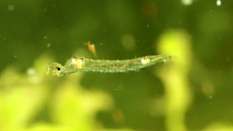 Phantom Midge larva (Chaoborus sp.) Video stock 295071028
