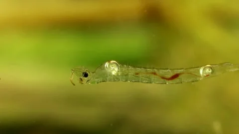 Phantom Midge larva (Chaoborus sp.) Video stock 295071103