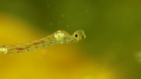 Phantom Midge larva (Chaoborus sp.) Video stock 295071117