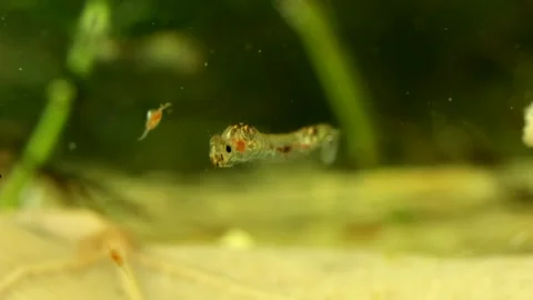 Phantom Midge larva (Chaoborus sp.) Video stock 295071120