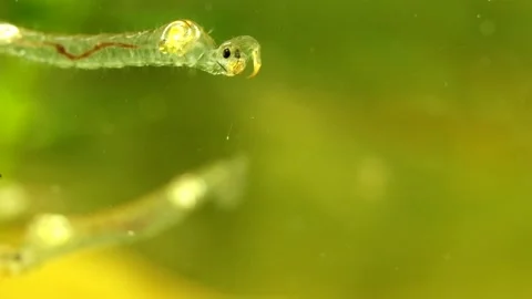 Phantom Midge larva (Chaoborus sp.) Video stock 295071134