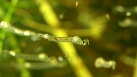 Phantom Midge larva (Chaoborus sp.) Video stock 295079245