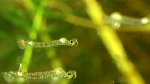 Phantom Midge larva (Chaoborus sp.) Video stock 295079262