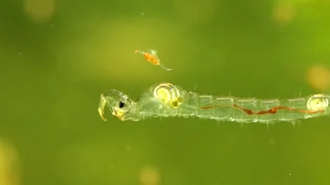 Phantom Midge larva (Chaoborus sp.) Video stock 295079270