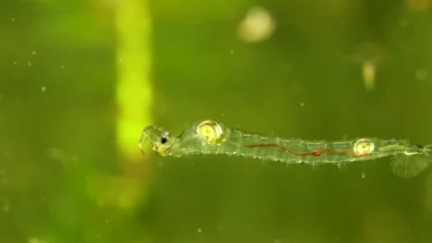 Phantom Midge larva (Chaoborus sp.) Video stock 295079282