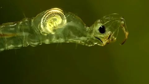Phantom Midge larva (Chaoborus sp.) Video stock 295079307