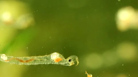 Phantom Midge larva (Chaoborus sp.) Video stock 295898103