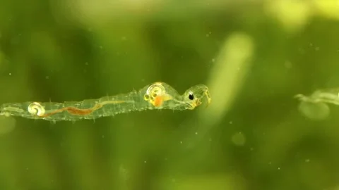 Phantom Midge larva (Chaoborus sp.) Video stock 295898125