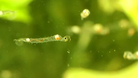Phantom Midge larva (Chaoborus sp.) Video stock 295898130