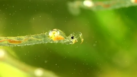 Phantom Midge larva (Chaoborus sp.) Video stock 295898136
