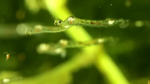 Phantom Midge larva (Chaoborus sp.) Video stock 295898140