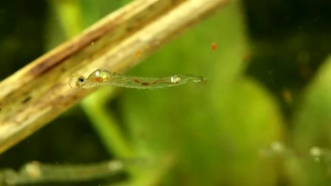 Phantom Midge larva (Chaoborus sp.) underwater Video stock 300999177