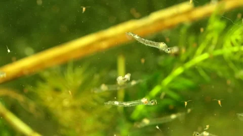 Phantom Midge larvae (Chaoborus sp.) Video stock 295062297