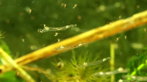 Phantom Midge larvae (Chaoborus sp.) Video stock 295062301