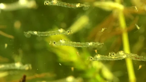 Phantom Midge larvae (Chaoborus sp.) Video stock 295079345