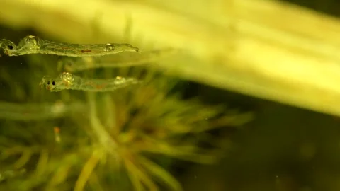 Phantom Midge larvae (Chaoborus sp.) Video stock 295079346