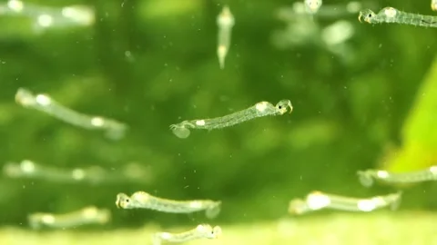 Phantom Midge larvae (Chaoborus sp.) underwater Video stock 301729136