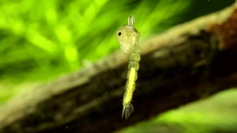 Phantom midge pupa (Chaoborus sp.) underwater, series 008 Video stock 309825701